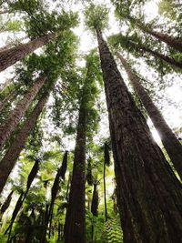 Low angle view of trees in forest