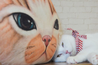 Close-up portrait of a cat