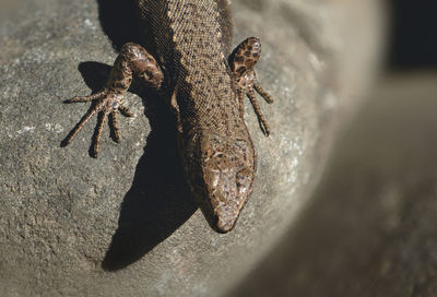 High angle view of lizard on rock