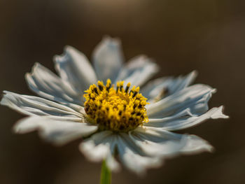 Close-up of white daisy flower