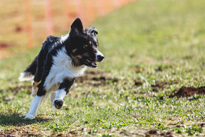 Dog running straight on camera and chasing coursing lure on green field