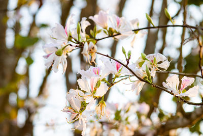 Close-up of cherry blossoms in spring