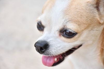 Close-up of a dog looking away