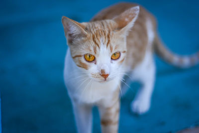 Close-up of portrait of cat on footpath