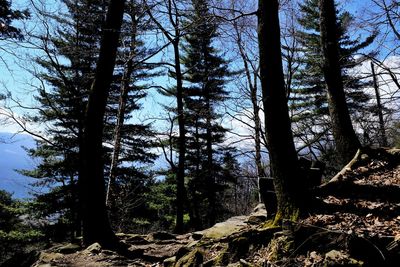 Low angle view of pine trees in forest