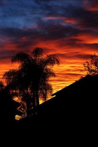 Silhouette of trees at sunset