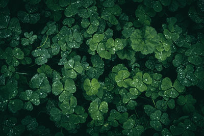 Shamrock pattern texture with rain drops