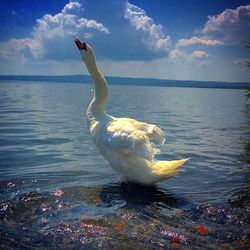 Swan in a sea