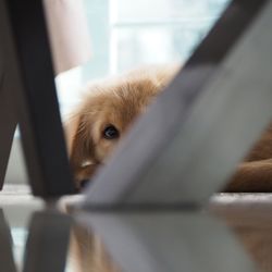 Close-up of a dog hiding at home