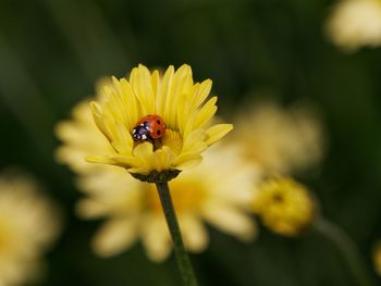 Close-up of ladybird insect on yellow flower