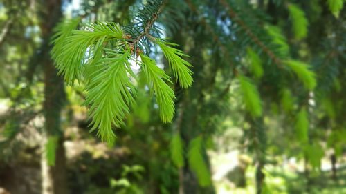 Close-up of pine tree