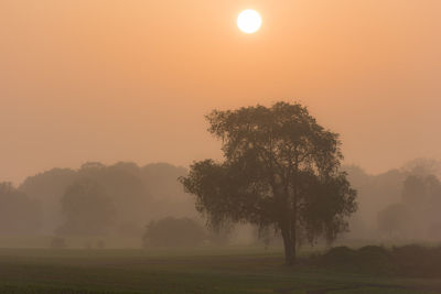 Trees on field against sky during sunset