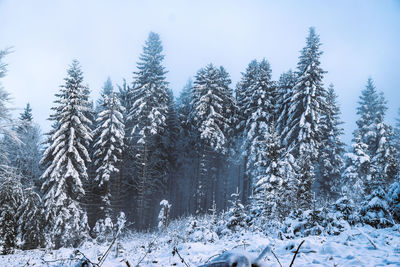 Snow covered tree branches.