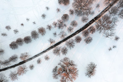 Winter aerial of a curved path, snowy footprints and bare trees glowing from the setting sun.