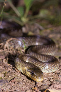 Close-up of lizard on land