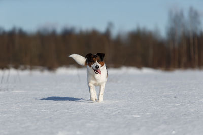 Dog in snow on land