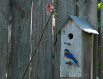 Close-up of bird on wall