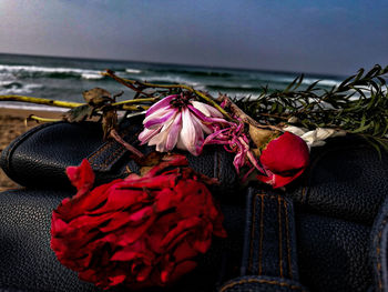 Close-up of red roses in sea