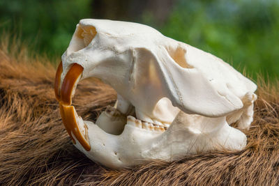 Close-up of a cow