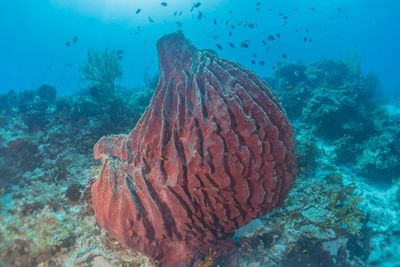 Coral reef and water plants at the tubbataha reefs, philippines