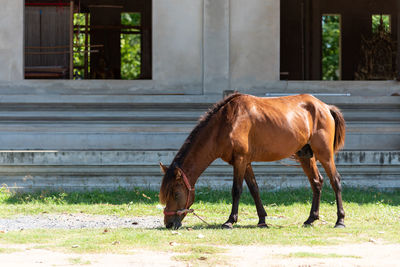 Horse standing in ranch