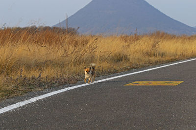 View of a dog on road