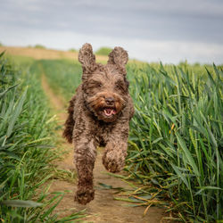 Dog running in field