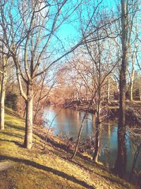 Bare trees by river
