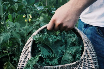 Midsection of woman holding picking kale leaves basket while standing at vegetable garden