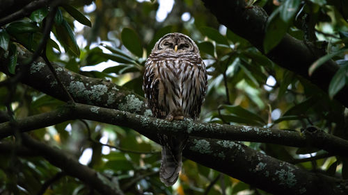 Low angle view of owl perching on tree