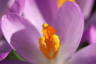 Close-up of yellow crocus flower