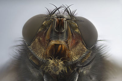 Close-up portrait of an animal