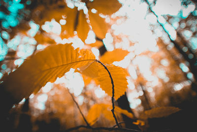 Close-up of autumnal leaves against blurred background