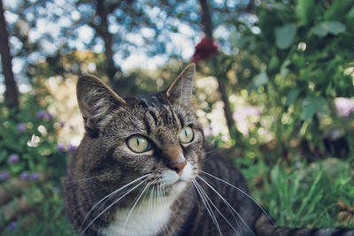 Close-up portrait of a cat
