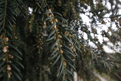 Low angle view of trees