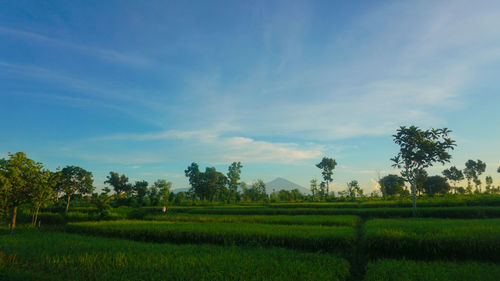 Scenic view of agricultural field against sky