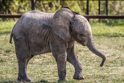 Elephant standing in a zoo