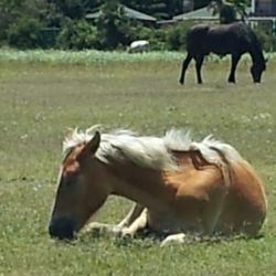 Horse grazing on grassy field