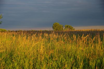 Scenic view of field against sky