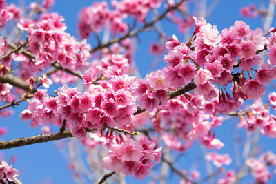 Low angle view of cherry blossom