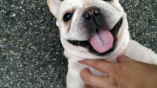 Close-up of hand tickling french bulldog
