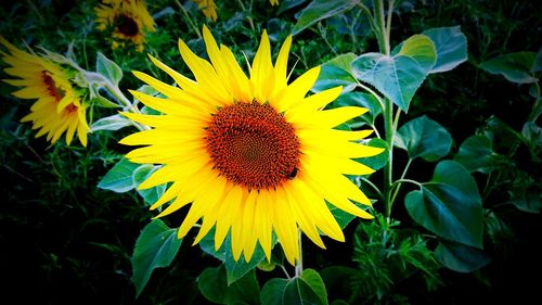 Close-up of sunflower blooming in field