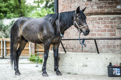 Horse in stable