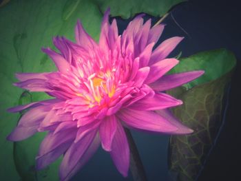 Close-up of pink lotus water lily
