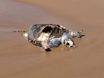 Close-up of crab on beach