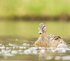 Duck swimming in lake