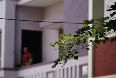 Plant stem and leaves against building