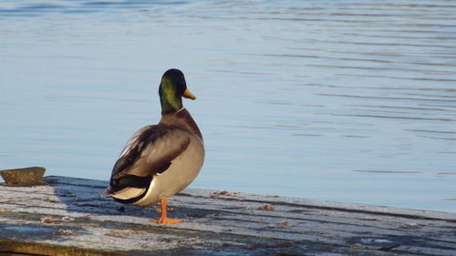 Duck on a lake