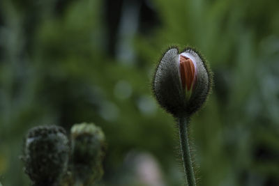 Close-up of flower bud