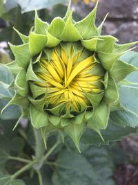 Close-up of yellow flower blooming outdoors